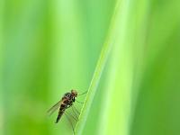 Seitenansicht Kleinfliege auf Schilfblatt